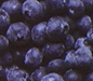 blueberries