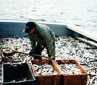 Local man fishing herring.
