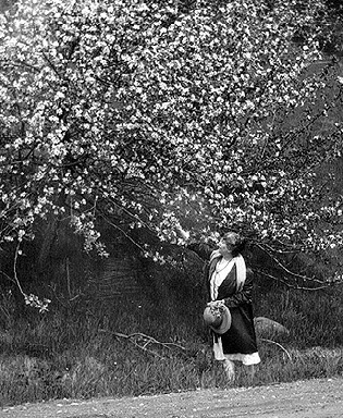 Apple Orchard in Ontario, 1927