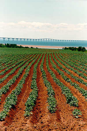 Potato Field & Bridge