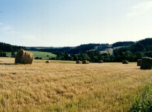 Straw Field