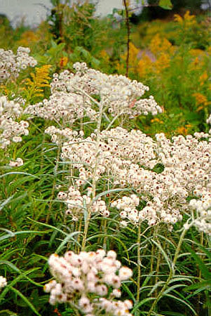 Pearly Everlasting