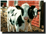 Holstein Calves